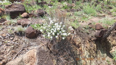 Syncolostemon persimilis