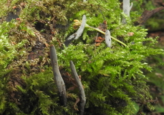 Xylaria hypoxylon