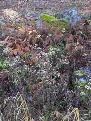 Pseudognaphalium obtusifolium