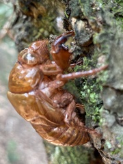 Cicadidae