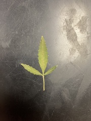 Ulmus alata