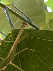 Parastagmatoptera