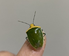 Glaucias crassus