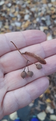 Tilia