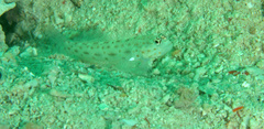 Ctenogobiops pomastictus