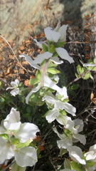 Syncolostemon persimilis