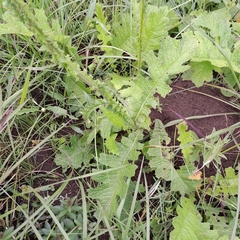 Berkheya umbellata