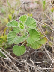 Pelargonium reniforme