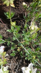 Syncolostemon persimilis