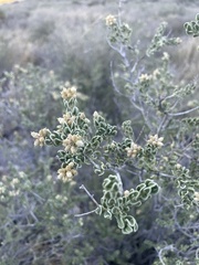 Mortonia scabrella