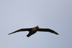 Macronectes giganteus