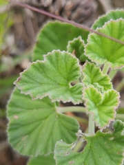 Pelargonium reniforme