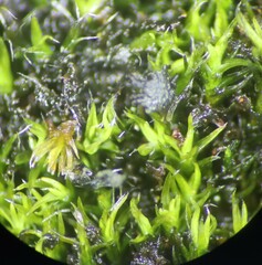 Scytinium lichenoides