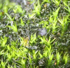 Scytinium lichenoides