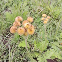 Berkheya umbellata