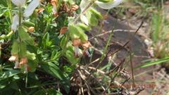 Syncolostemon persimilis