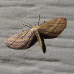 Leptostales laevitaria