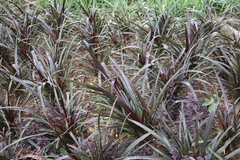 Ophiopogon planiscapus