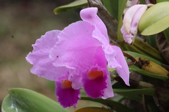 Cattleya trianae