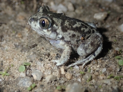 Pelobates cultripes