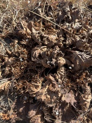 Arctopus echinatus