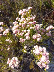 Lachnaea densiflora