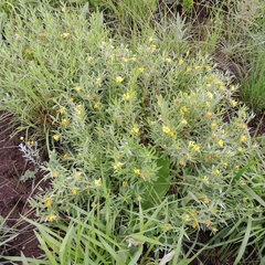 Lasiosiphon splendens