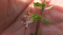 Syncolostemon persimilis