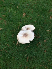 Agaricus augustus