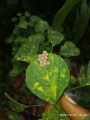 Tessaratoma papillosa