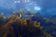 Kyphosus azureus