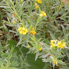 Lasiosiphon splendens