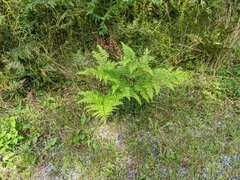 Pteridium aquilinum latiusculum
