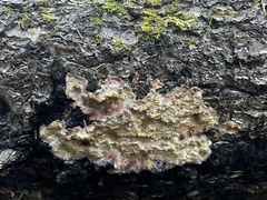 Phlebia centrifuga