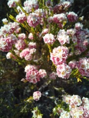 Lachnaea densiflora