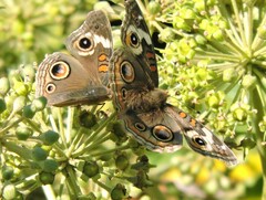 Junonia grisea