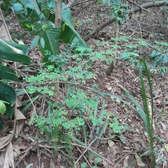 Indigofera micrantha
