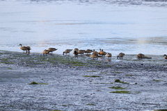 Lophonetta specularioides