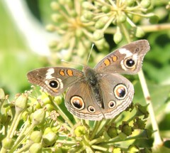 Junonia grisea