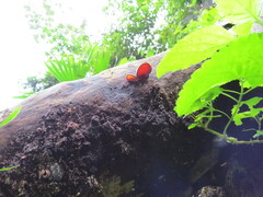 Phillipsia domingensis