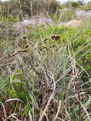 Helichrysum anomalum