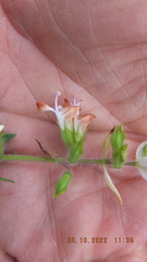 Syncolostemon persimilis