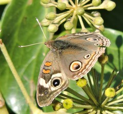 Junonia grisea