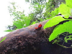 Phillipsia domingensis