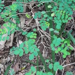 Indigofera micrantha