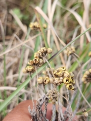 Helichrysum anomalum