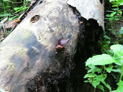 Phillipsia domingensis