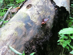 Phillipsia domingensis