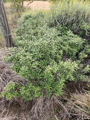 Diospyros dichrophylla