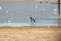 Anthropoides paradiseus